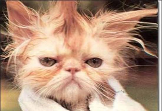 bad_hairday-1.jpg Funny Animals image by Keefers_
