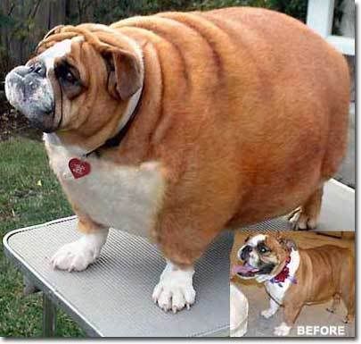 Funny Bulldog Pictures on Therefore  Since We All Want Our Bully   S To Stay Healthy   Here Are