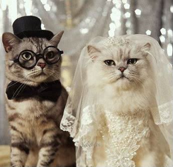 gatos055-1.jpg Funny Animals image by Keefers_