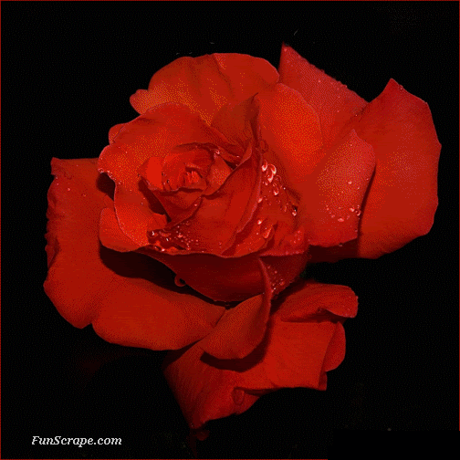 flowers animated gifs photo: Flowers Flores Animated Graphics Animated Gifs Animated Gif Slide Show Rosas  Beautiful Flowers Roses Keefers Keefers_MacroPhotography1007.gif