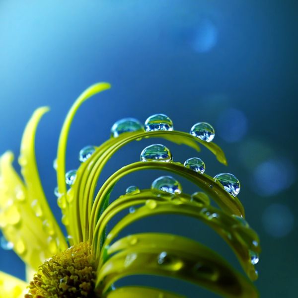 nature macro