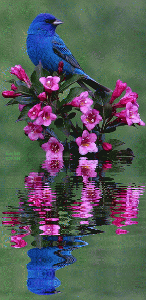 flores rosa refletindo-se