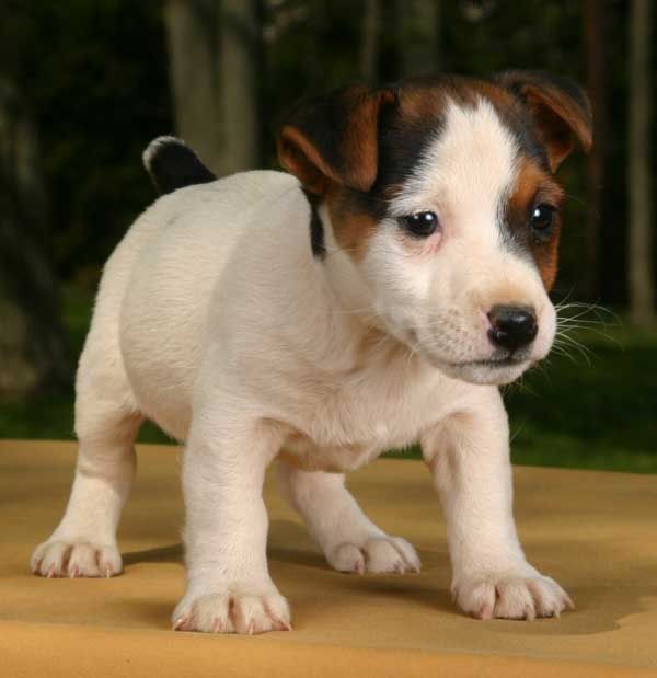 JackRussell2-1.jpg Puppies, Beautiful Animals, Keefers image by Keefers_
