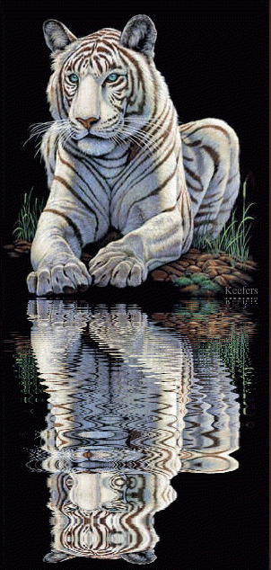 Animated Graphics, Animated Animals, Tigers, Keefers Pictures, Images and Photos