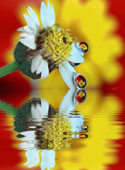 animated gifs photo: Water Drops, Reflection, Flowers, Animated Gifs, Animation, Animated Flowers, Animated Gif,  Keefers Keefers_WaterDrops.gif