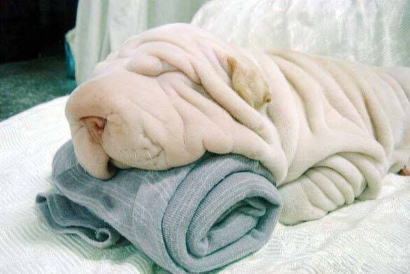 52-1030321007.jpg Beautiful Animal Pictures image by Keefers_