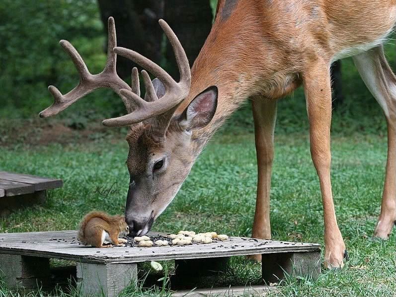 http://i415.photobucket.com/albums/pp236/Keefers_/Keffers%20Animals/ADEERWITHASQUIRREL.jpg?t=1238257783