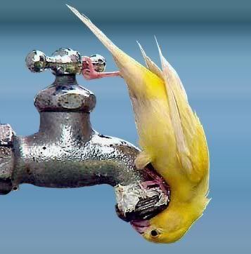 Hello-WheresTheWater.jpg Beautiful Animal Pictures image by Keefers_