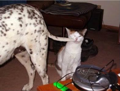 cute animals photo: Funny Animals, Dog, Cats, Cute animals, Keefers Igotyanow.jpg