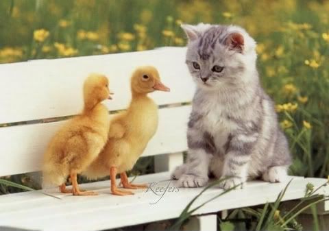 Kitten-Ducks.jpg