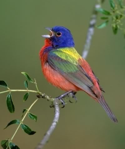 PaintedBunting.jpg Beautiful Animal Pictures image by Keefers_