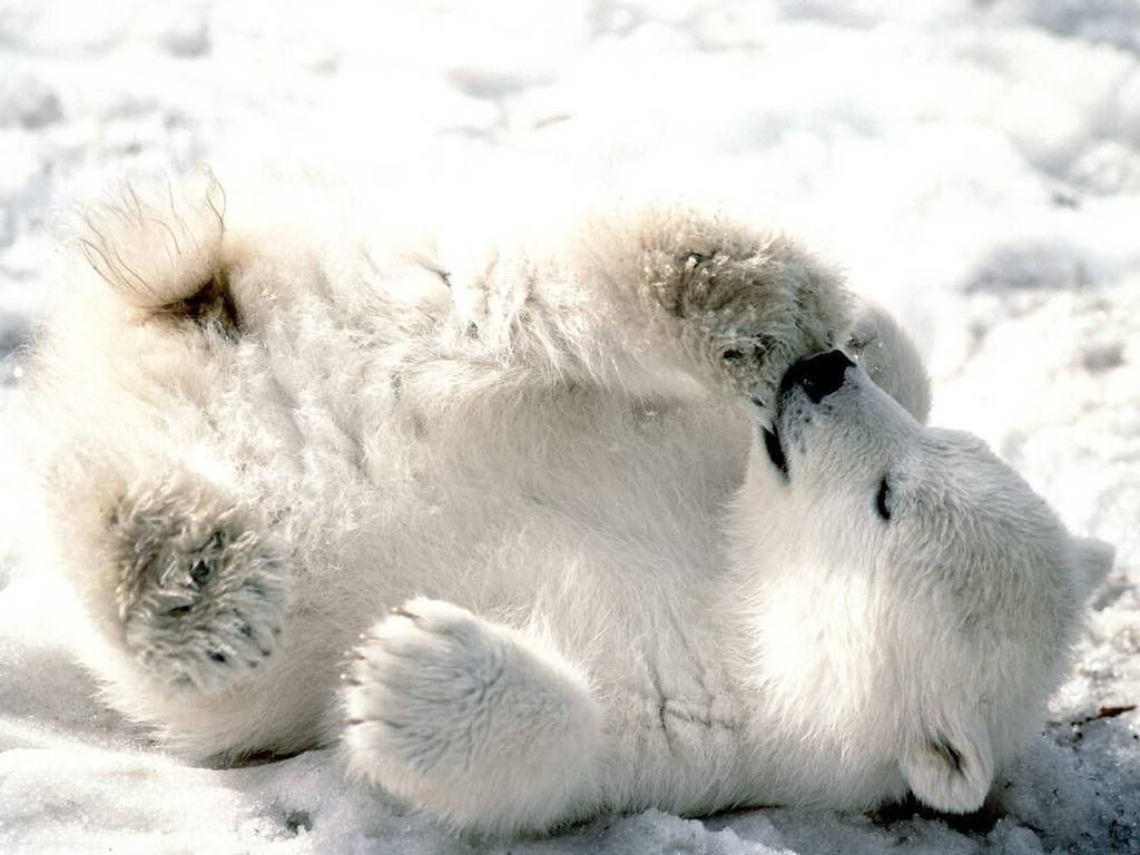 Playful_Baby_Polar_Bear-1600x1200-B.jpg