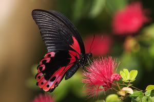 Rosy_Butterfly_by_secondclaw.jpg Beautiful Animal Pictures image by Keefers_