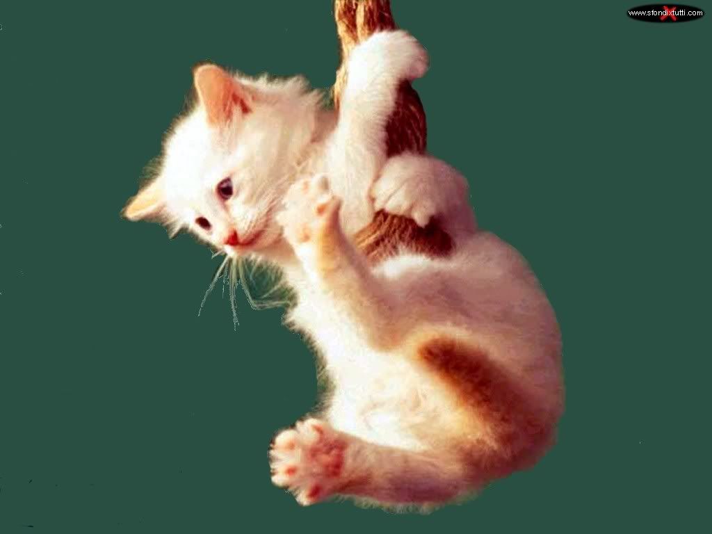 animali_gatti1_1024.jpg Beautiful Animal Pictures image by Keefers_