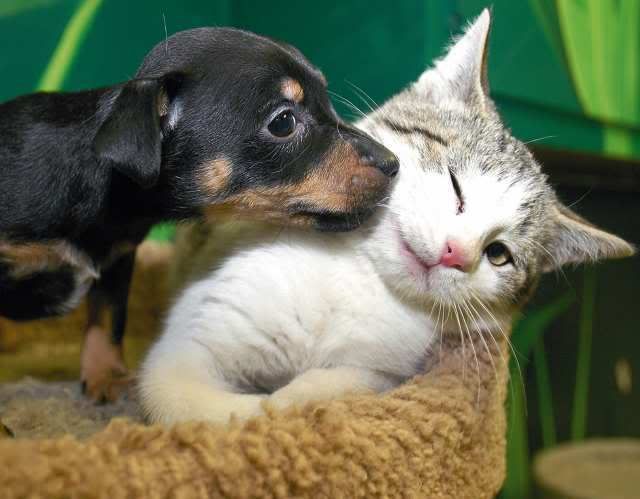 animals_up_for_adoption.jpg Beautiful Animal Pictures image by Keefers_