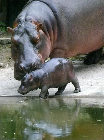 baby-2.jpg Beautiful Animal Pictures image by Keefers_
