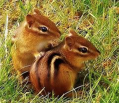 chipmunks.jpg