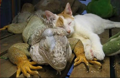 funny-pictures-a-crouching-drago-1.jpg Beautiful Animal Pictures image by Keefers_