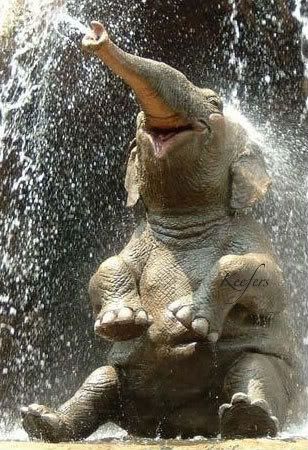 happy-elephant-01.jpg