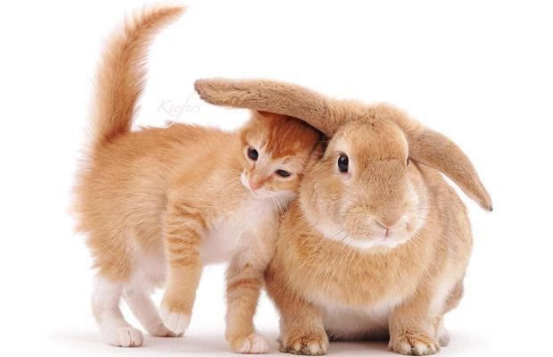 baby kitten and rabbit