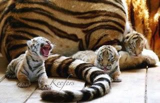 cute animals photo: Funny Animals, Beautiful Animals, Cute Animals, Keefers tigers-tiny-babies.jpg