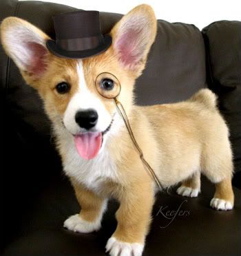 tophat2.jpg Funny Animals image by Keefers_