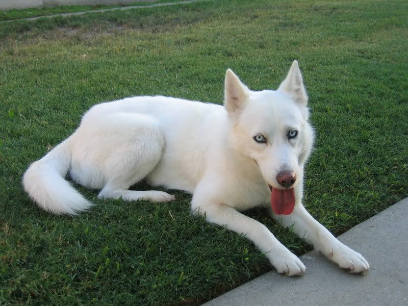 View topic The Good Life (Not Accepting) Chicken Smoothie