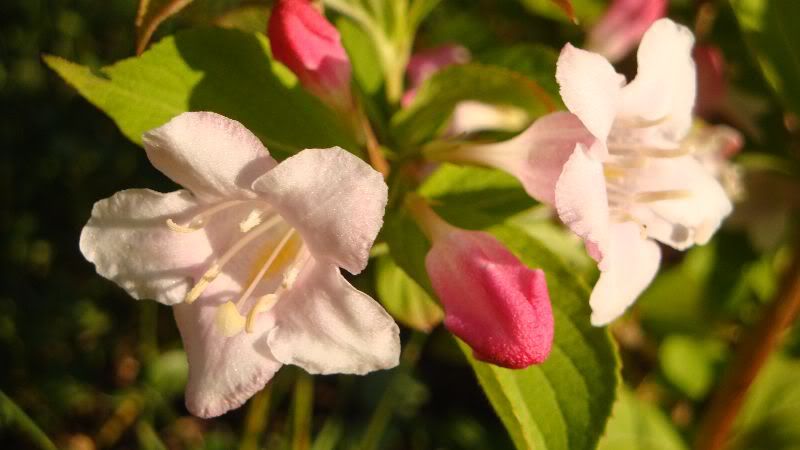 Weigela "Bristol Ruby",