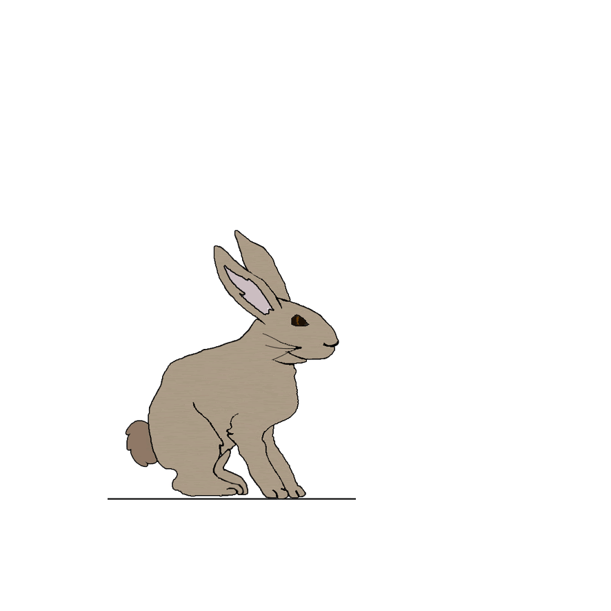 Rabbit Gif