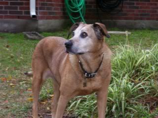 WINNIEGIRL.jpg Winnie girl picture by looneymom1960