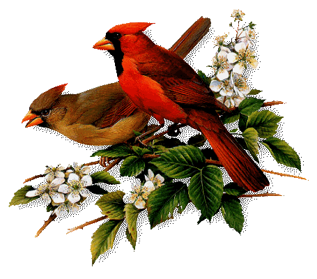 red cardinal birds Pictures, Images and Photos