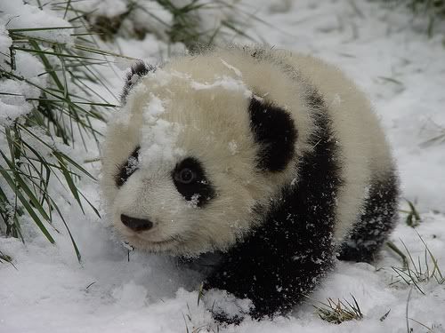 Cute Panda Baby Pictures, Images and Photos