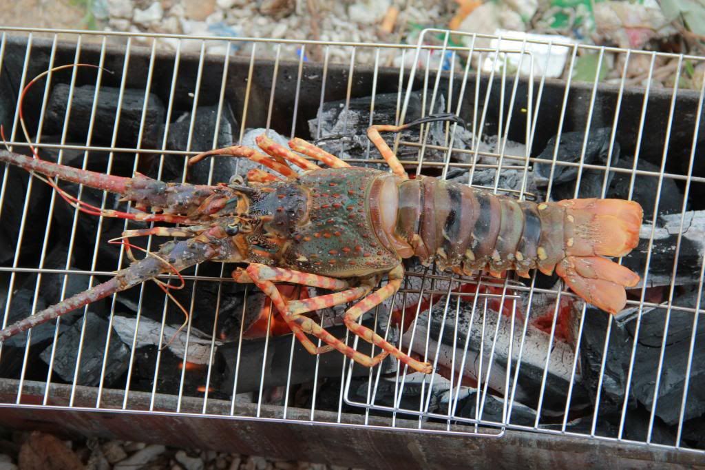 tường thuật quá trình mần thịt con tôm hùm - 1