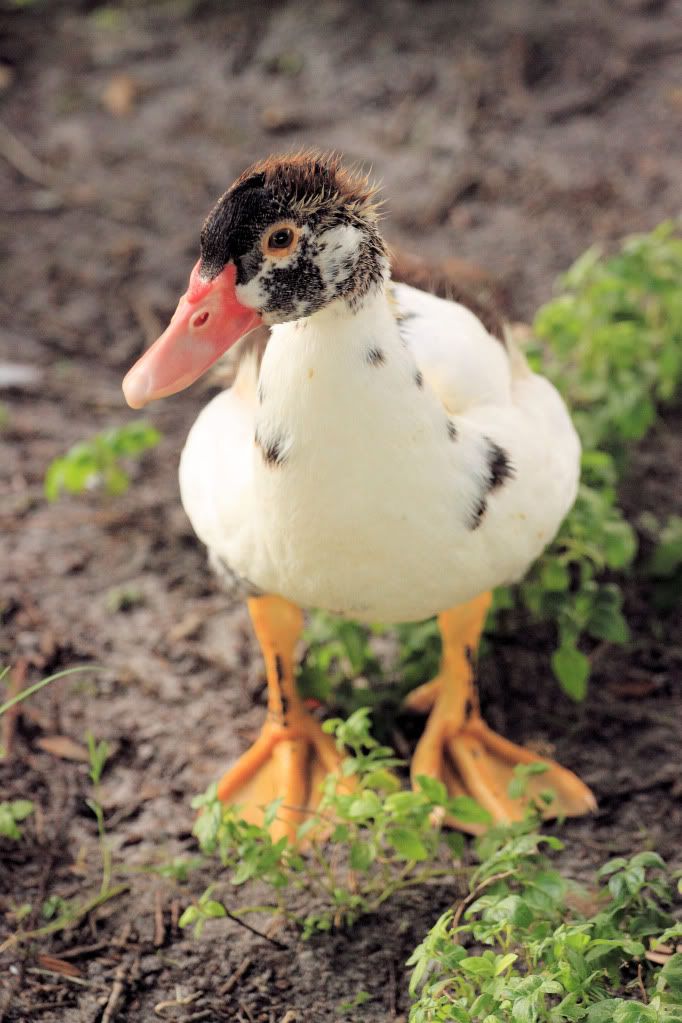 IMAGE: http://i415.photobucket.com/albums/pp238/srg2412/Orange%20Lake%20Park/IMG_0060.jpg