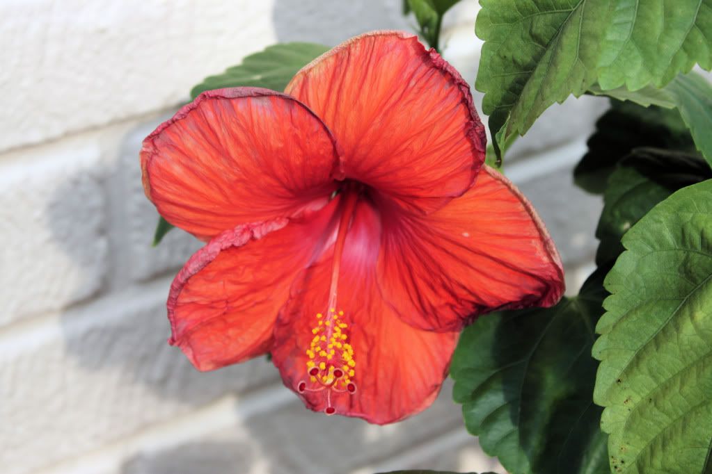 IMAGE: http://i415.photobucket.com/albums/pp238/srg2412/RedFlower.jpg