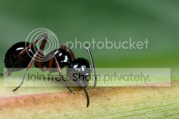 Kiến đen! | Viết bởi phidao