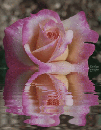 Flowers, Reflection, Animated Flowers, Roses, Beautiful Flowers, Flores ...