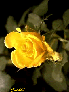 flowerroses155.gif