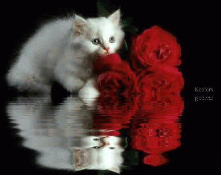 Keefers_AnimatedCatRoses.gif