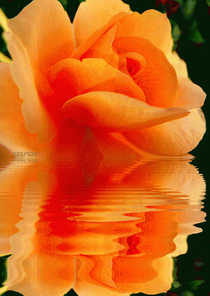 Keefers_BeautifulFlowers3012-1-1.gif