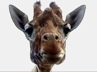 ATT00029.gif Animated image by Keefers_